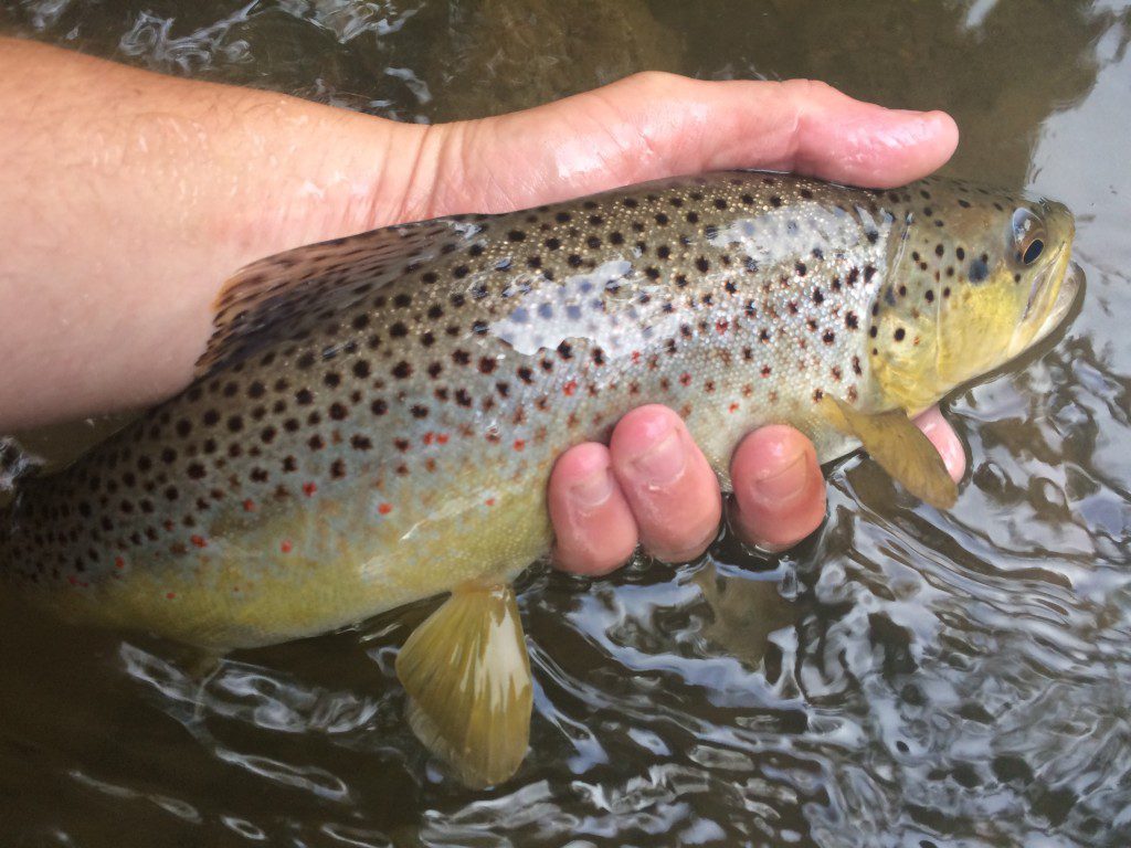 chunky brown trout