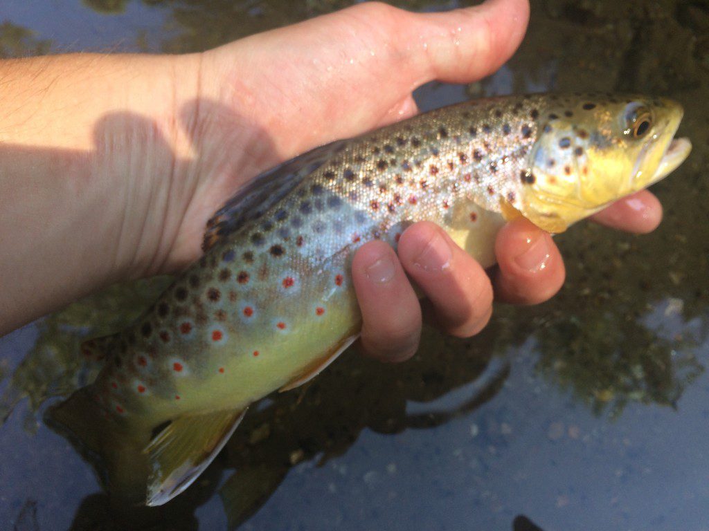 trout caught on an ant
