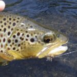 Personalized Fly Selection